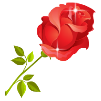 玫瑰